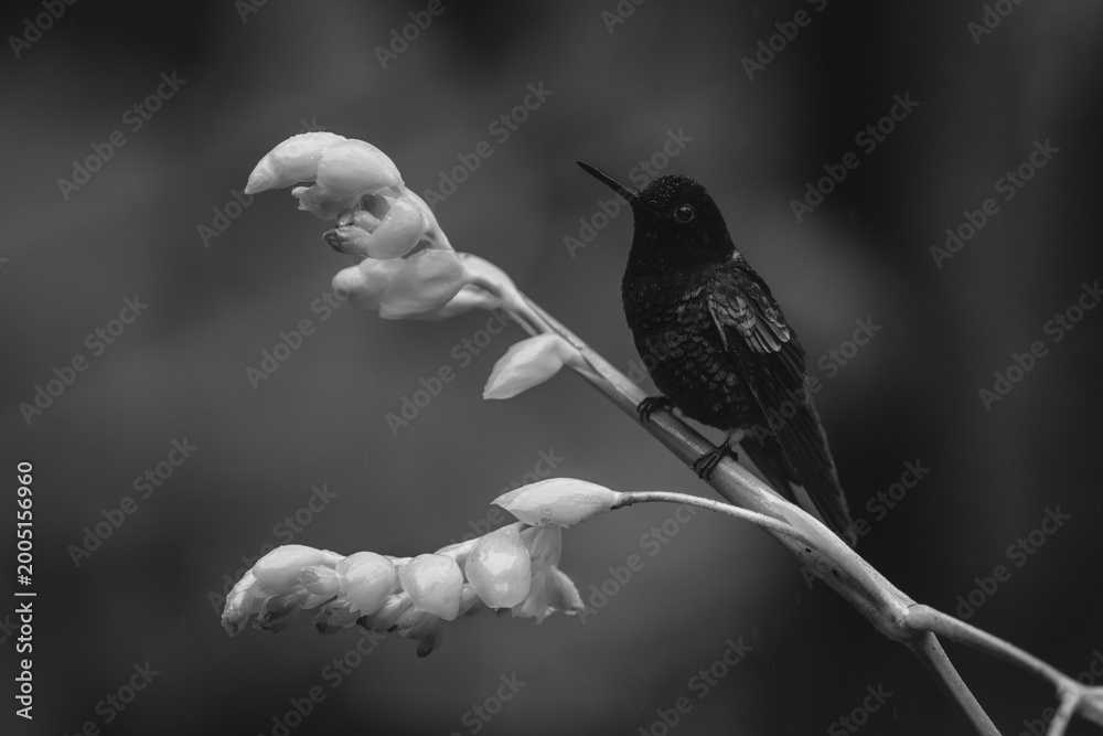 Fototapeta premium Mono velvet-purple coronet watching camera from flower