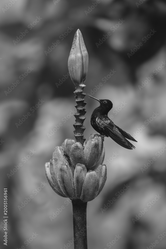 Fototapeta premium Mono velvet-purple coronet in profile on flower