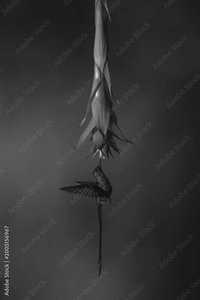 Obraz premium Mono violet-tailed sylph hovers drinking under flower