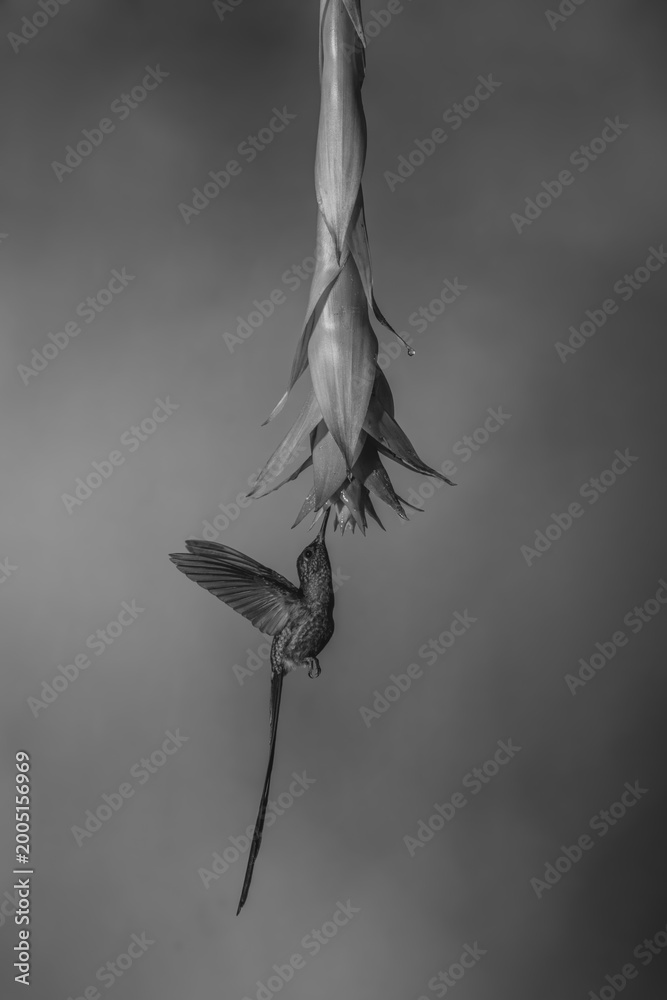 Naklejka premium Mono violet-tailed sylph hovers drinking from flower