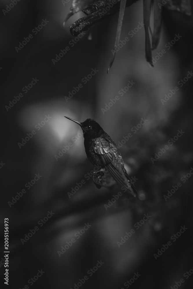 Fototapeta premium Mono velvet-purple coronet in profile on perch