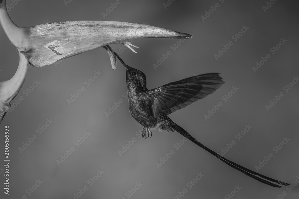 Naklejka premium Mono violet-tailed sylph drinks hovering under heliconia
