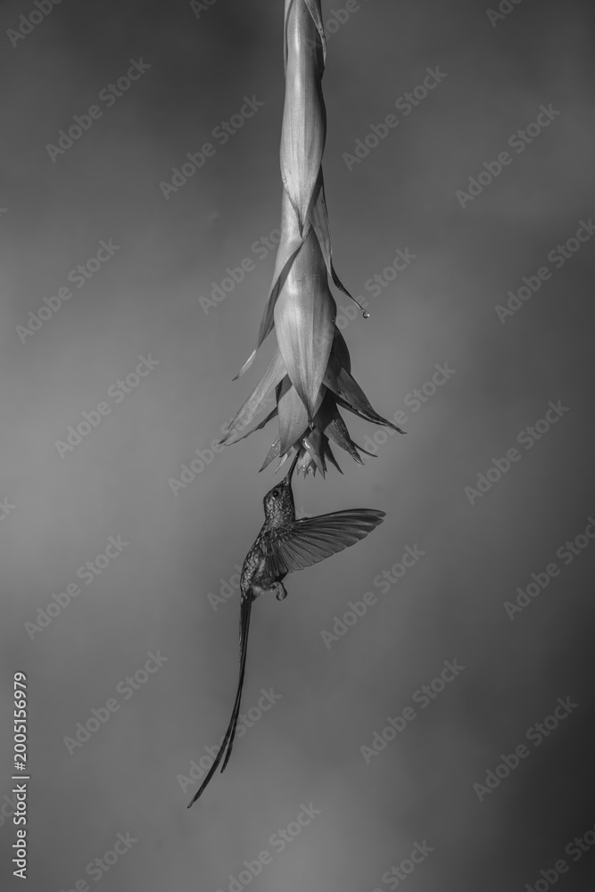 Naklejka premium Mono violet-tailed sylph hovers under flower drinking