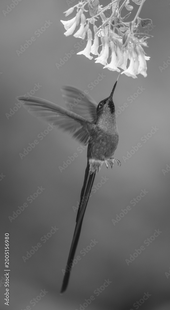 Naklejka premium Mono violet-tailed sylph hovers drinking from flowers