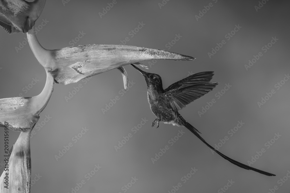 Obraz premium Mono violet-tailed sylph hovers drinking from heliconia