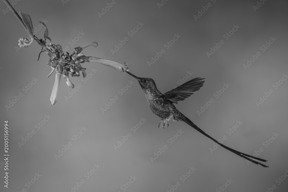 Fototapeta premium Mono violet-tailed sylph hovers drinking from fuchsia
