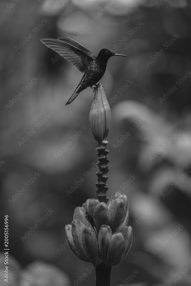 Fototapeta premium Mono velvet-purple coronet lifts wings on flower