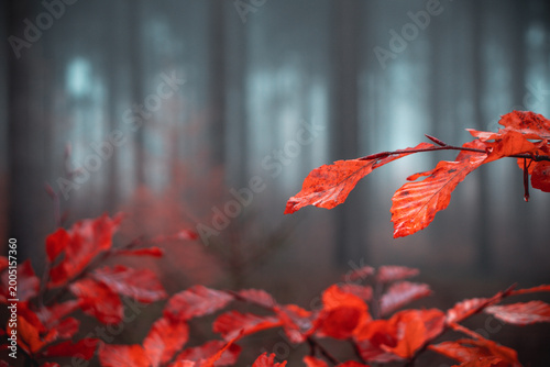 Photography selective focus photo of orange-leafed plants