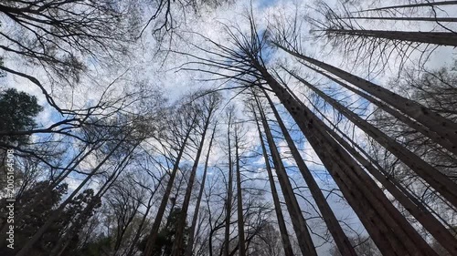 森の中で歩きながら頭上に見える景色（木/メタセコイヤ）