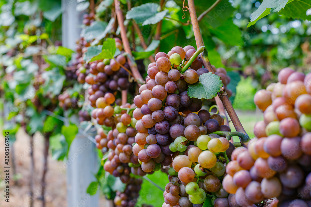 Fototapeta premium Grapes hang on vines in a vineyard during late summer under blue sky and sunlight
