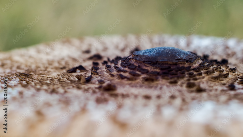 Fototapeta premium Flore de la forêt des Landes de Gascogne, en automne
