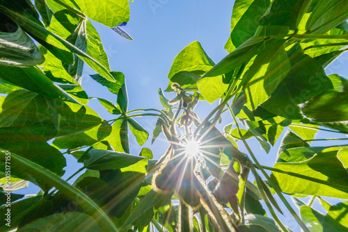 Fotografi Sunlight shines through green leaves in a garden during a bright day in summer