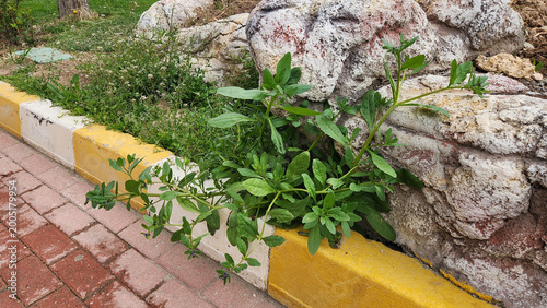 Asperugo procumbens (madwor) is a Boraginaceae species with very small dark violet-blue flowers, a strongly rough and bristly stem, and a prostrate growth habit, typically spreading along the ground o