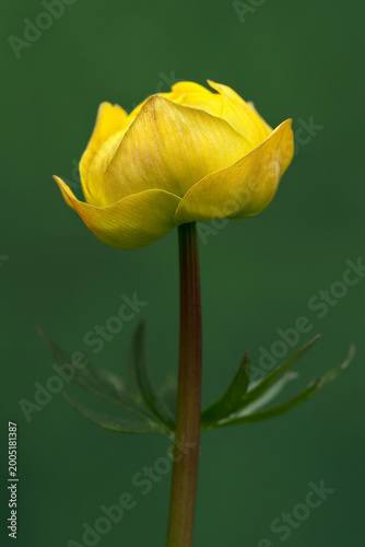Globeflower (Trollius europaeus)
