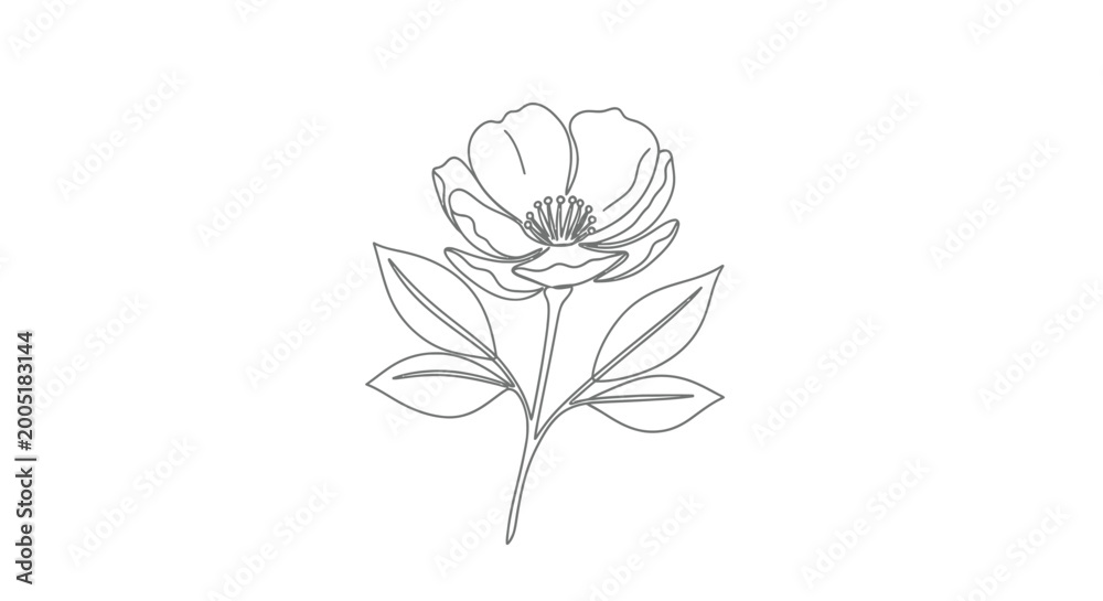 Obraz premium Line drawing of a single anemone flower with leaves with the illustration is clean