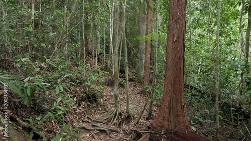 Handheld panning shot across a dense tropical rainforest trail in Malaysia