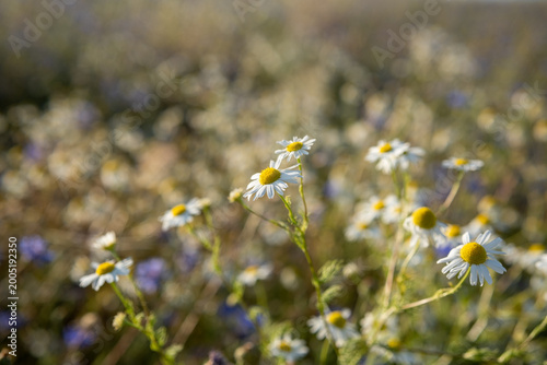 Rustic floral arrangement perfect for imagery, Delicate dried flowers set in pastoral meadow scene for branding