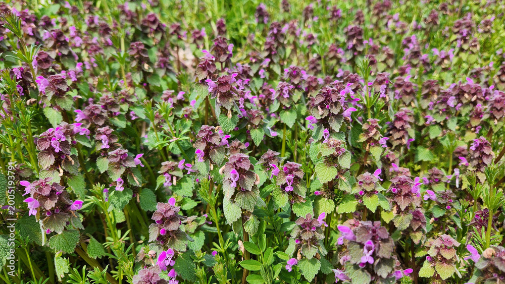 Obraz premium Lamium purpureum (red dead-nettle), a common wild plant in the Lamiaceae family, characterized by its soft, hairy leaves with purplish upper growth and small pink to purple tubular flowers,