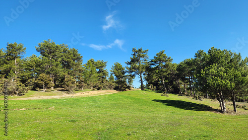 Quadro em tela The Seyitgazi–Eskişehir road is lined with mature Anatolian black pine (Pinus ni
