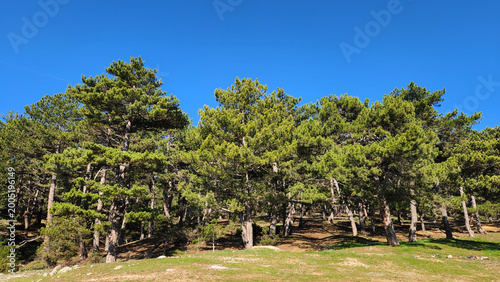 Tablou pe pânză Mature Anatolian black pine (Pinus nigra), a dominant species adapted to Central