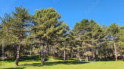 Fotografia The Seyitgazi–Eskişehir road is lined with mature Anatolian black pine (Pinus ni