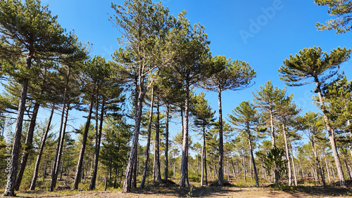Fotografi A dense Anatolian black pine forest (Pinus nigra subsp