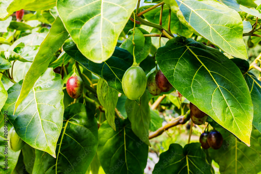 Fototapeta premium Garden with fruit growing among green leaves in sunny weather