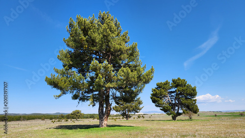 Black pine (Pinus nigra subsp. pallasiana) trees, dominant forest trees in Central Anatolia, featuring a thick, deeply fissured gray bark, long dark green needles in pairs, and a broad umbrella-shaped
