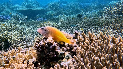 A freckled hawkfish (paracirrhites forsteri) resting on an acropora cytherea coral, with the view of the expansive reef visible in the background. Dauin, Philippines