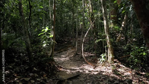 Handheld panning shot of a dirt path through Taman Negara tropical rainforest