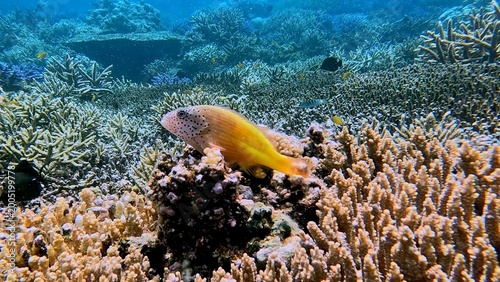A bright yellow freckled hawkfish (paracirrhites forsteri) spotted within a densely populated coral reef in Dauin, Philippines