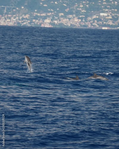 Striped dolphins jumping and surfing the sea waves in ligurian sea