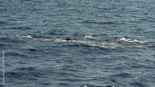 two spermwhales sperm whale together breathing on sea surface