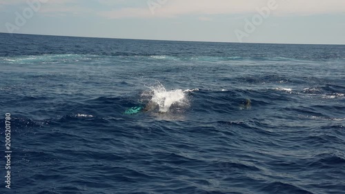 Striped dolphins jumping and surfing the sea waves in ligurian sea