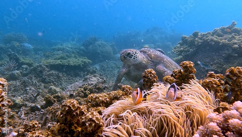 A green sea turtle behind a colony of corkscrew anemone guarded by Clarks anemonefisn in the coral reef of Dauin, Philippines