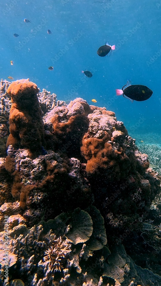 Fototapeta premium Coral bommies and several pinktail trigger fish swimming over it in clear blue water, showcasing the rich marine biodiversity in Dauin, Philippines