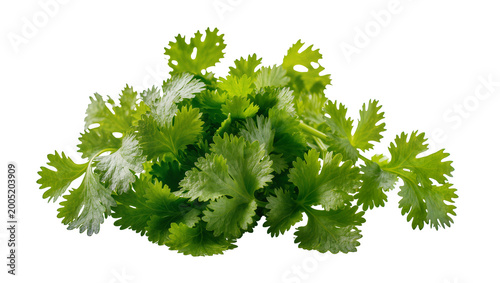 Billede på lærred Fresh vibrant cilantro leaves bunch close-up view