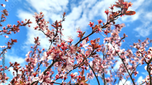 Tableau sur toile Sakura (cherry blossom), referring to ornamental cherry trees such as Prunus ser