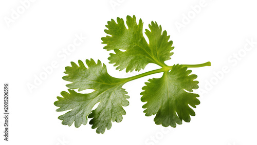Photos Fresh vibrant green cilantro leaves sprig close-up