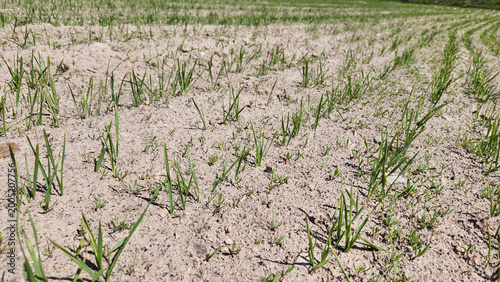Fotografie A wheat field in the tillering stage, showing young green shoots spreading acros