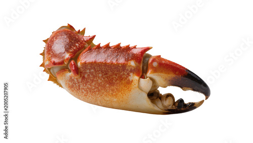 Fotografia Red Brown Crustacean Crab with Large Claw and Spiked Shell