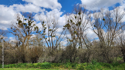 Fotografie Mistletoe (Viscum album) on willow trees, a semi-parasitic plant growing on tree