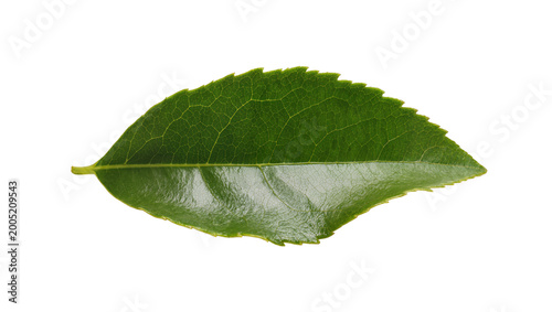 Foto Green glossy leaf with prominent central vein and intricate venation