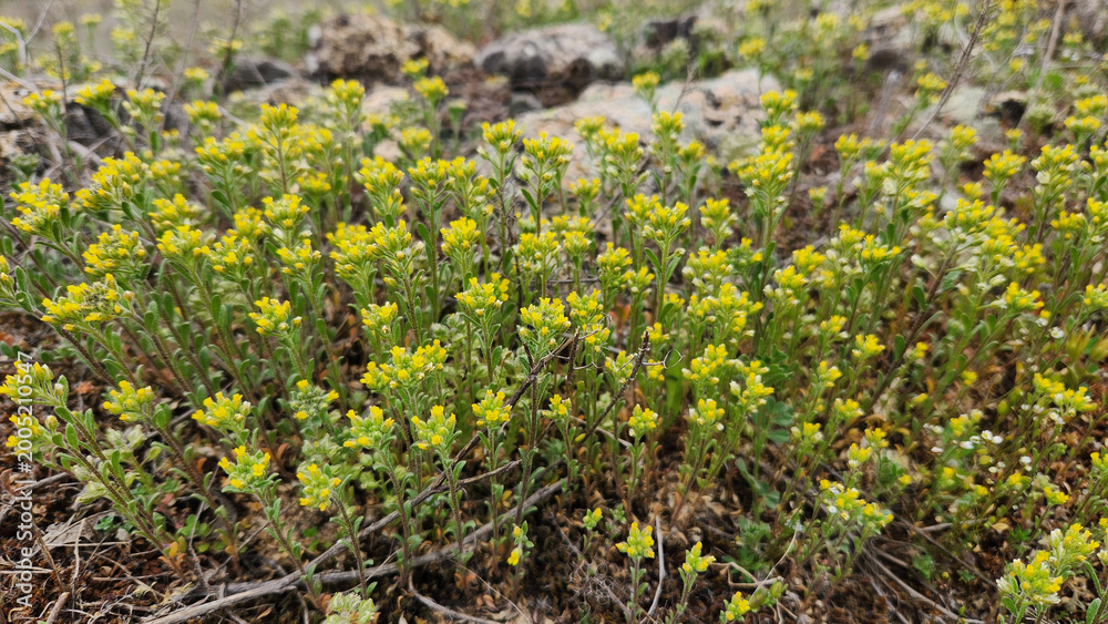 Obraz premium Alyssum alyssoides (Small Alison), commonly known as kuduz otu, is a small wild flowering plant in the Brassicaceae family, characterized by tiny pale yellow to white clustered flowers