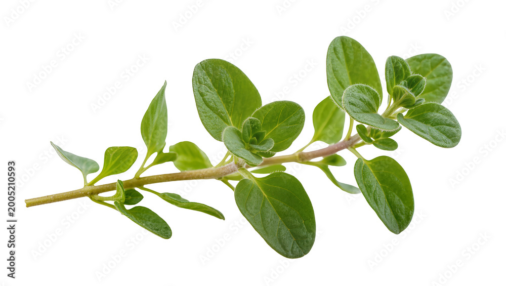 Αυτοκόλλητο Fresh green oregano sprig with leaves and stem
