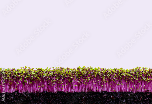 Microgreens, green grass. Horizontal, popular, natural, beautiful background for showcasing products, goods, text. Healthy food, nature, flora, environmental friendliness.