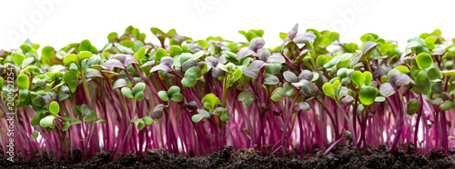 Microgreens, green grass. Horizontal, popular, natural, beautiful background for showcasing products, goods, text. Healthy food, nature, flora, environmental friendliness.