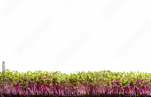 Microgreens, green grass. Horizontal, popular, natural, beautiful background for showcasing products, goods, text. Healthy food, nature, flora, environmental friendliness.