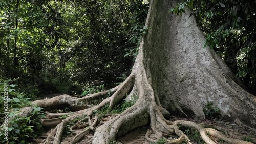 Handheld shot of massive buttress roots of a giant tree in Taman Negara Rainforest, Malaysia