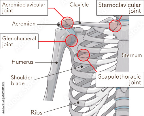 肩関節 Illustration of the shoulder joint